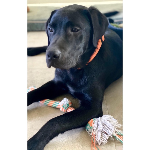 Meet Kona & Romeo! 💗 - Picture 6 of 12